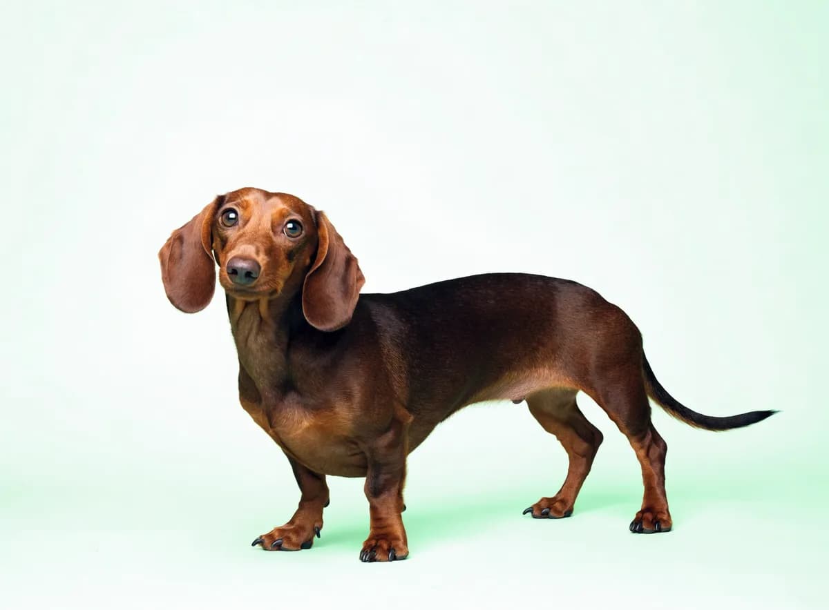 A dachshund standing in grass