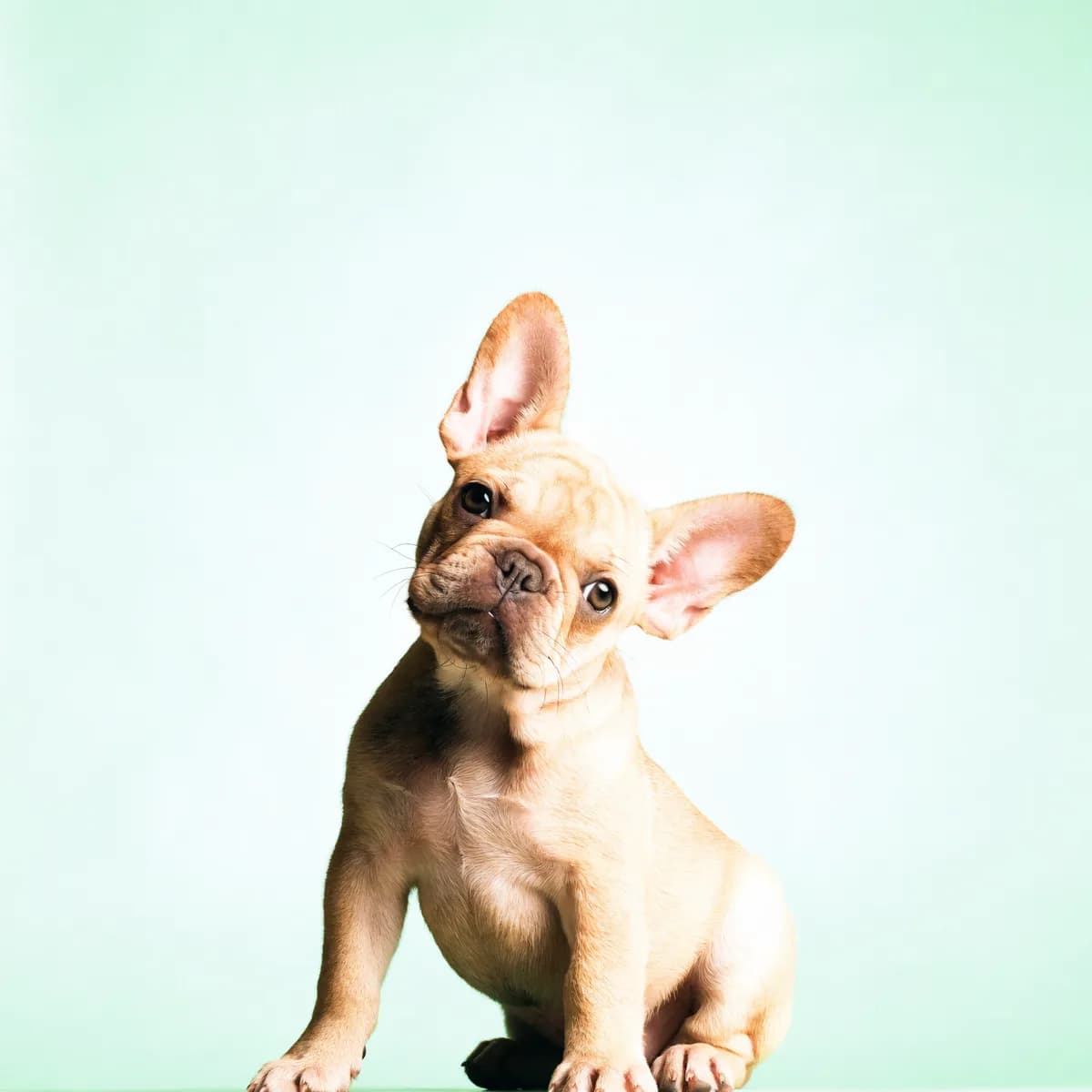 A french bulldog sitting on a pavement
