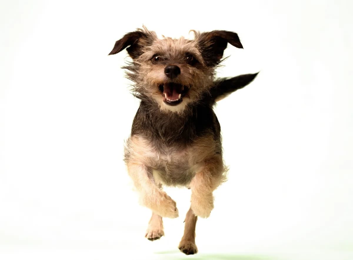 A terrier looking up at the camera